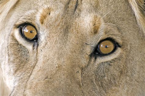 African Lions Eyes Stock Image C0099580 Science Photo Library