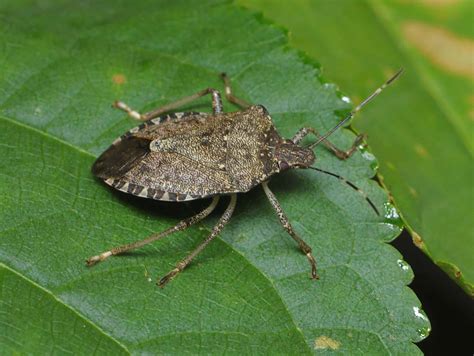 What Draws Stink Bugs To Your House Hien Barkley