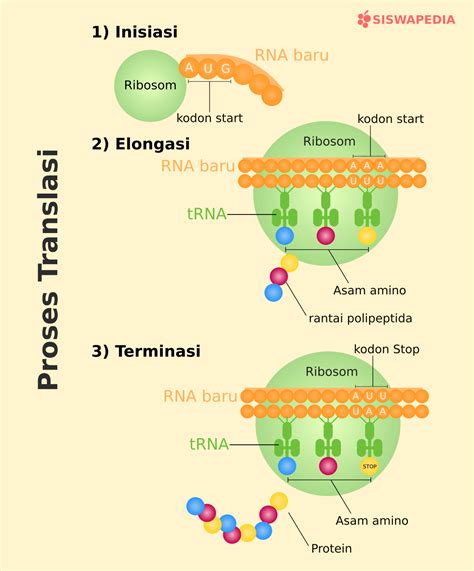 Perhatikan Gambar Berikut Jelaskan Tahapan Sintesis Protein Berdasarkan
