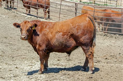 Keep Summer Cattle Marketing Current Unl Beef