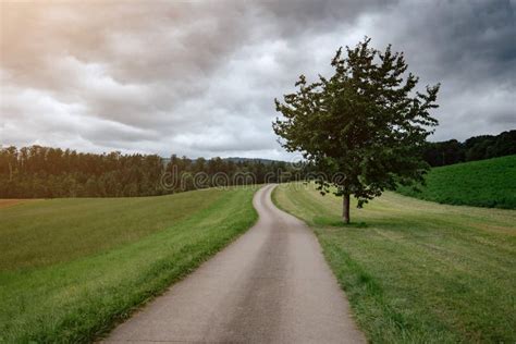 An Empty Country Road Through The Green Fields Stock Image Image Of
