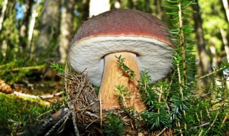 Где и когда собирать белые грибы в Подмосковье, грибные места и сезон сбора