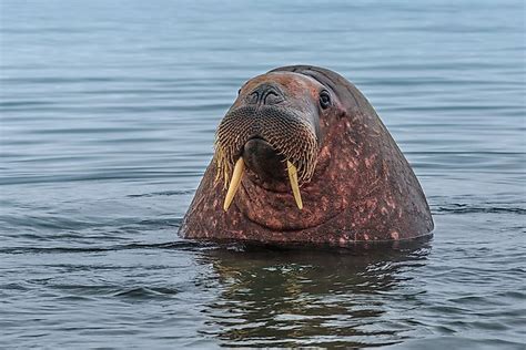 What Animals Live In The Atlantic Ocean