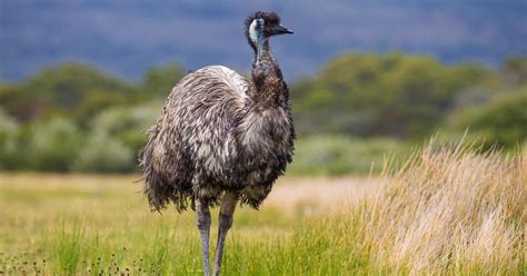 What Do Emus Eat Complete Guide Birdfact