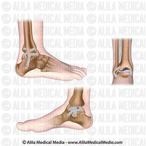 Alila Medical Media Ankle Joint Unlabeled Diagram Medical Illustration