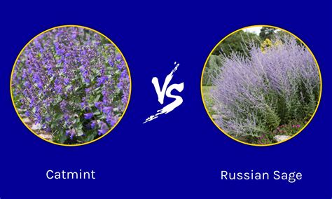 Catmint Vs Russian Sage Whats The Difference A Z Animals