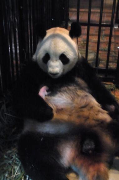 E Morto Il Baby Panda Dello Zoo Di Tokyo Libero Quotidiano
