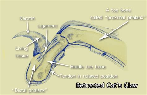 Cat Claw Anatomy Facts For Kids Freethinking Animal Advocacy