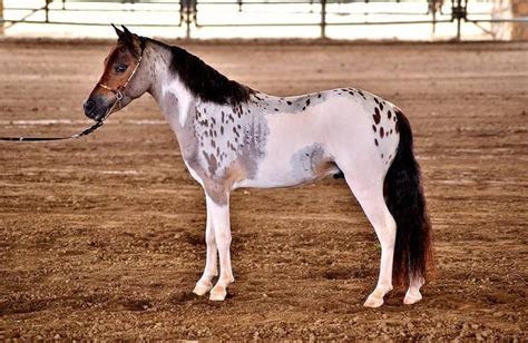 Pretty Foal Rare Horses Most Beautiful Horses Beautiful Horses