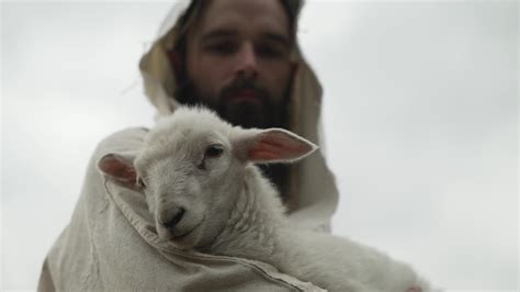 Baby Sheep Stock Video Footage For Free Download