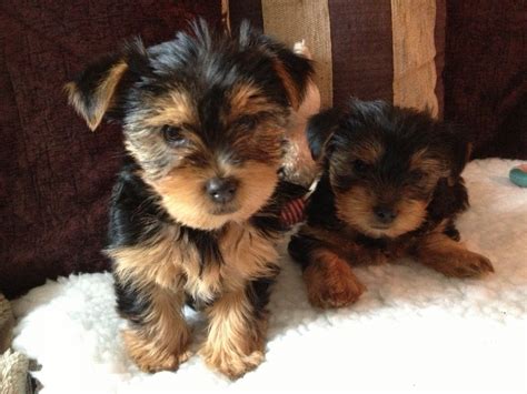 Free dog classifieds pawbe is here to help you find the perfect puppy for you and your family breeders and puppy owners can list their cute puppies here. Standard size Yorkshire Terrier Puppies for sale | Wigan ...