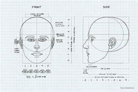 Draw Speak Head Anatomy Proportion And Design