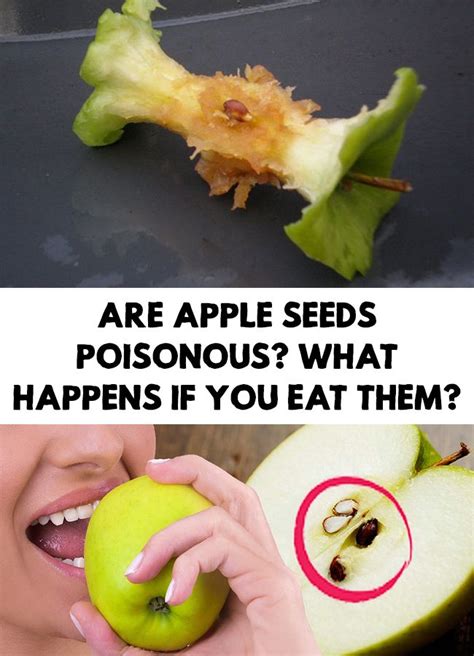 Are Apple Seeds Poisonous What Happens If You Eat Them Apple Seeds