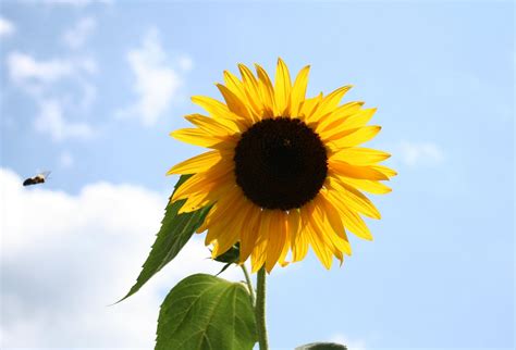 Seven Oaks Home And Garden Joy Wordless Wednesday September Sunflowers