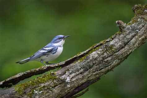 20 Best Birds To Watch For In Ohio