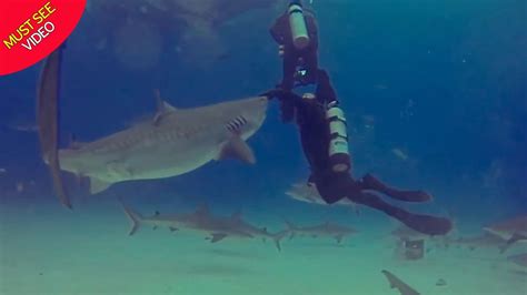 Baby Tiger Sharks Eat Garden Songbirds As They Migrate Over Oceans