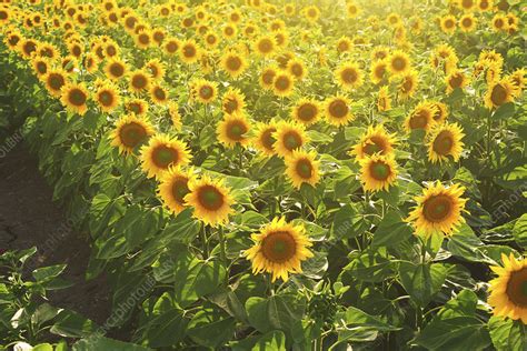 Sunflower Field Stock Image F0213188 Science Photo Library
