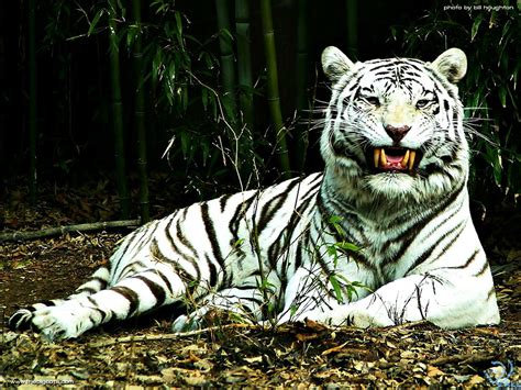 Amazing Widescreen Tiger Wildlife Bengal Tiger Background Picture