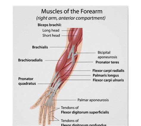 Arm Muscle Diagram Arm Definition Bones Muscles Facts Britannica It