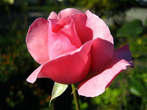 Filerosa Rosa Pink Rose 01 Wikimedia Commons