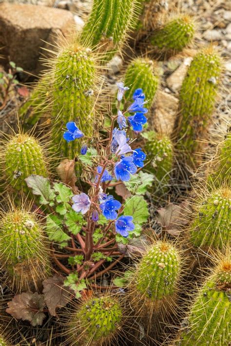 Cactus And Blue Flowers Stock Photo Image Of Arizona 177438538