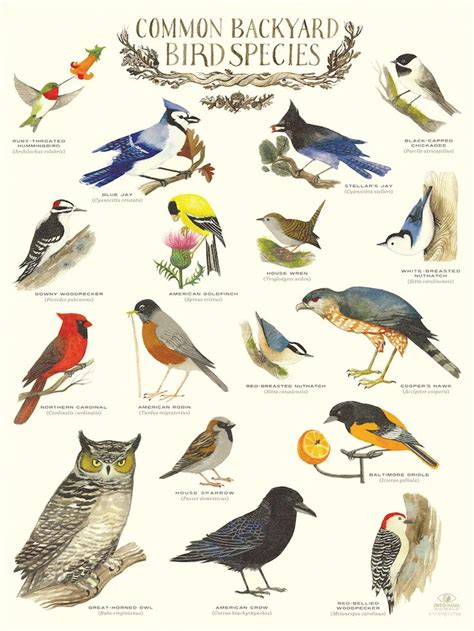 A Poster With Different Kinds Of Birds On Its Back Side And The Words