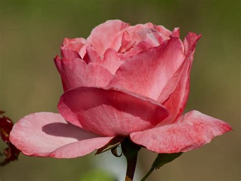 Beautiful Rosebud Free Image Download