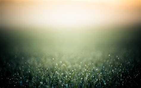 Wallpaper Sunlight Depth Of Field Nature Reflection Grass Sky