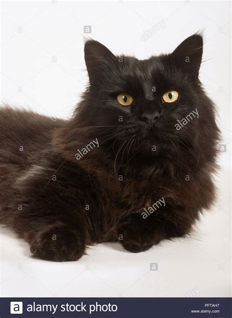 Long Haired Black Cat High Resolution Stock Photography And Images Alamy
