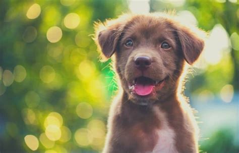 Promotes regularity to help your dog feel their best. Best puppy foods for sensitive stomach 2020 - guide and ...