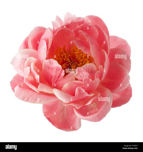 Beautiful Pink Peony Flower Isolated On White Background Stock Photo