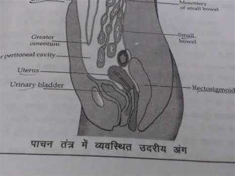 The Digestive system part 1 - YouTube