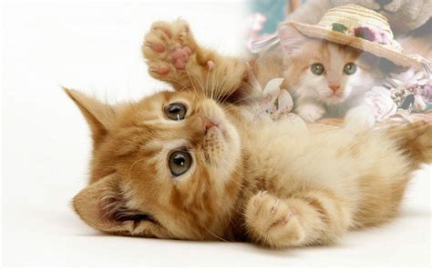 Kucing adalah haiwan peliharaan paling menjadi pilihan ramai. Paling Bagus 26+ Gambar Wallpaper Kucing Comel - Rona ...