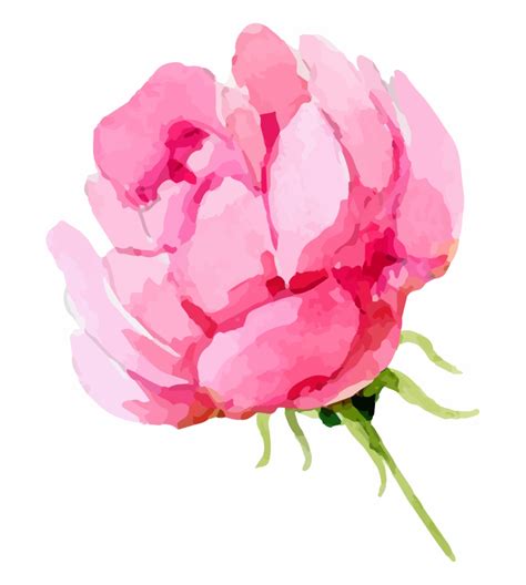 Peonies Clip Art 10 Free Cliparts Download Images On Clipground 2023