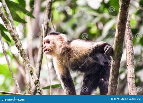 Primate Della Scimmia Cappuccina Nellarea Del Vulcano In Arenal Costa