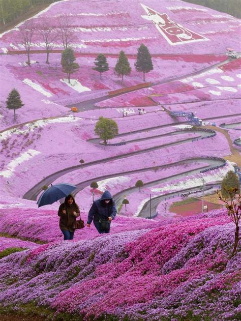 Spring Flowers On Hillside Hokkaido Japan Photo On Sunsurfer