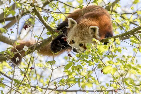 Red Pandas Explore Their New Home At Gaiazoo Red Pandazine