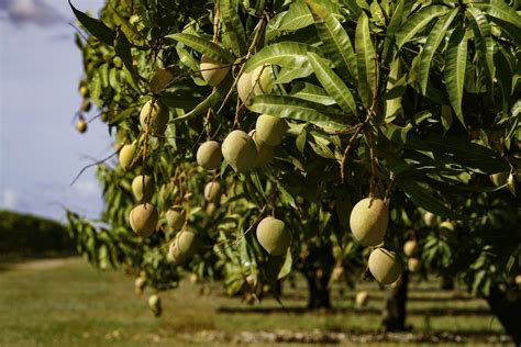 Mango Trees How To Grow A Mango Tree Better Homes And