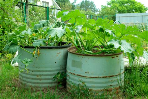 Grow Zucchini In Containers 15 Tips For Huge Harvests