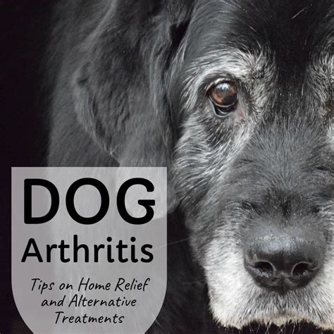 Home Remedies And Alternative Treatments For Dog Arthritis Pethelpful