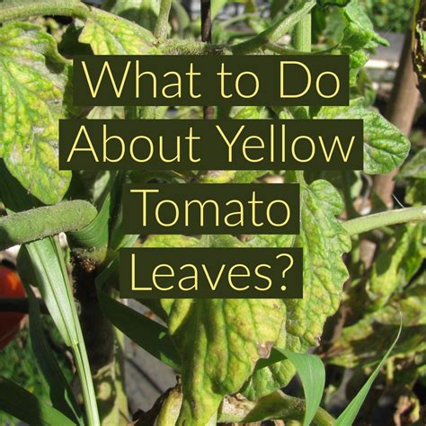 Check spelling or type a new query. Why are my tomato plants turning yellow and dying ...