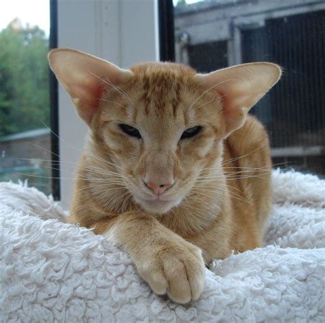 Famous for its elongated head, tall ears, and. Gorgeous red oriental cat. | Oriental shorthair cats ...