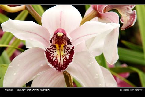 Orchid Found At The Botanic Garden Hobart Georgie Sharp Flickr