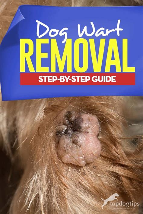 How Do You Get Rid Of Warts On Dogs