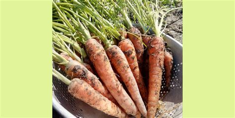 We did not find results for: 5 Ways to Cook Carrots - One Homely House