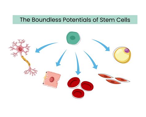 The Boundless Potentials Of Stem Cells Danai Medi Wellness