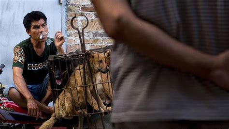 China City Holds Dog Meat Eating Festival Despite Protests Fox News