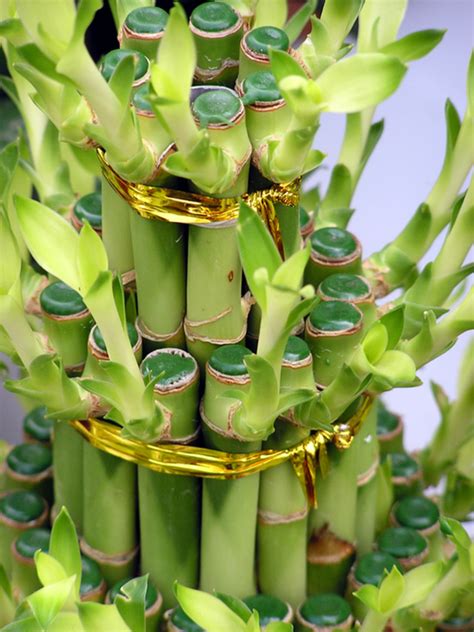 Keep the rootball wet as you do this, and don't panic if a. Lucky Bamboo plant - the symbol of good luck | HubPages