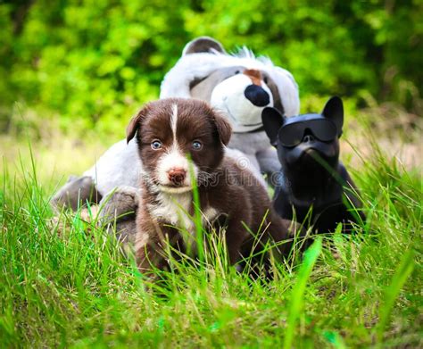 The Cutest Puppy Walks In The Park In The Green Grass Brown Little Dog