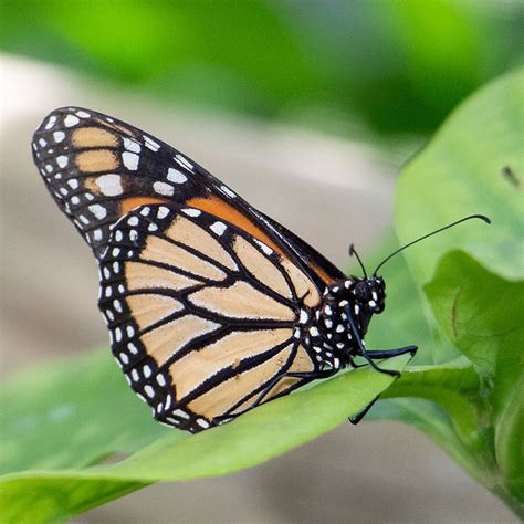 10 Incredible Monarch Butterfly Facts Australian